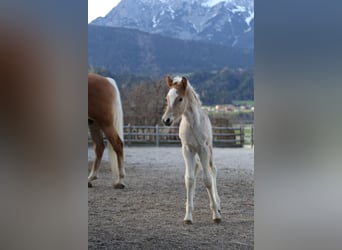 Haflinger / Avelignese, Stallone, Puledri (03/2026), 152 cm, Sauro