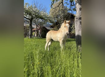 Haflinger / Avelignese, Stallone, Puledri (03/2026), 152 cm, Sauro