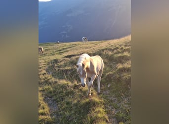 Haflinger / Avelignese, Stallone, Puledri (03/2026), 153 cm, Sauro