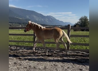 Haflinger / Avelignese, Stallone, Puledri (03/2026), 153 cm, Sauro