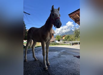Haflinger / Avelignese, Stallone, Puledri (03/2026), 153 cm, Sauro