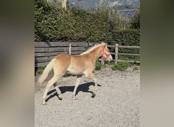 Haflinger / Avelignese, Stallone, Puledri (03/2026), 153 cm, Sauro