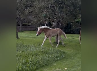Haflinger / Avelignese, Stallone, Puledri (03/2026), 153 cm, Sauro