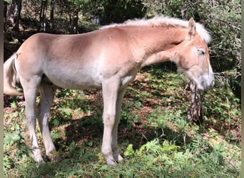 Haflinger / Avelignese, Stallone, Puledri (04/2025), 153 cm, Sauro