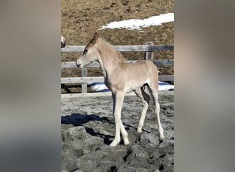 Haflinger / Avelignese, Stallone, Puledri (03/2026), 155 cm, Sauro