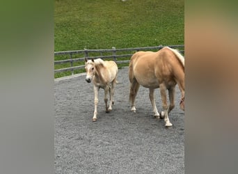 Haflinger / Avelignese, Stallone, Puledri (03/2026), 155 cm, Sauro