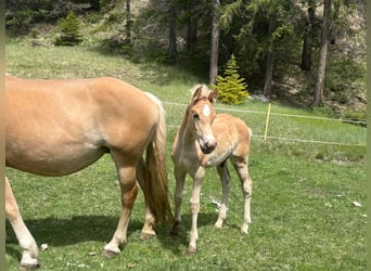 Haflinger / Avelignese, Stallone, Puledri (03/2026), 155 cm, Sauro