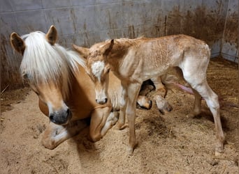 Haflinger / Avelignese, Stallone, Puledri (03/2026), 155 cm, Sauro
