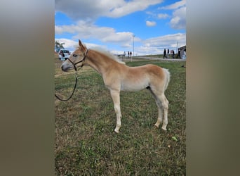 Haflinger / Avelignese, Stallone, Puledri (01/2026)
