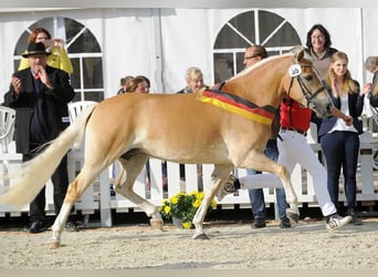 Haflinger / Avelignese, Stallone, Puledri (04/2026)