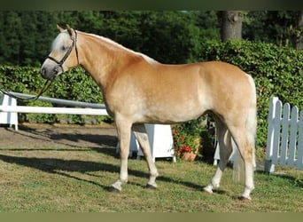 Haflinger / Avelignese, Stallone, Puledri (04/2026)