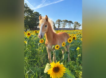 Haflinger / Avelignese, Stallone, Puledri (04/2026)