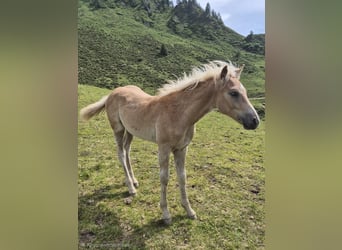 Haflinger / Avelignese, Stallone, Puledri (03/2026)