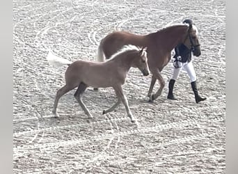 Haflinger / Avelignese, Stallone, Puledri (05/2025), Sauro
