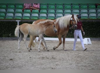 Haflinger / Avelignese, Stallone, Puledri (04/2026), Sauro
