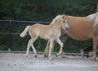 Haflinger / Avelignese, Stallone, Puledri (04/2026), Sauro
