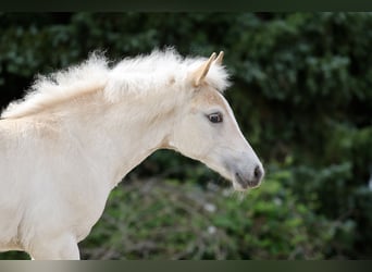 Haflinger / Avelignese, Stallone, Puledri (04/2026), Sauro