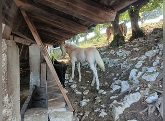 Haflinger / Avelignese, Stallone, Puledri (03/2026), Sauro