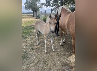 Haflinger / Avelignese, Stallone, Puledri (05/2026), Sauro