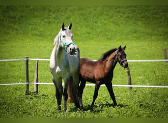 Haflinger / Avelignese, Stallone, Puledri (04/2026), Sauro