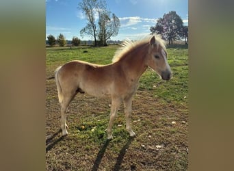 Haflinger / Avelignese, Stallone, Puledri (01/2026), Sauro