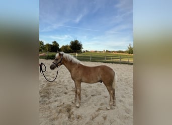 Haflinger / Avelignese, Stallone, Puledri (04/2026), Sauro