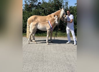 Haflinger / Avelignese, Stallone, Puledri (04/2026), Sauro