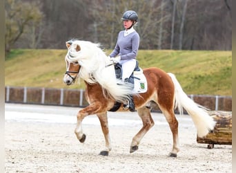 Haflinger / Avelignese, Stallone, 15 Anni, 148 cm, Sauro
