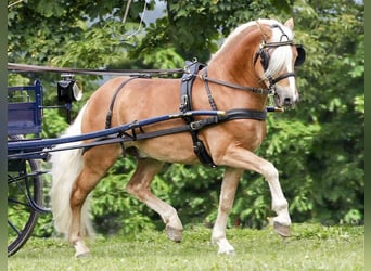 Haflinger / Avelignese, Stallone, 14 Anni, 148 cm, Sauro