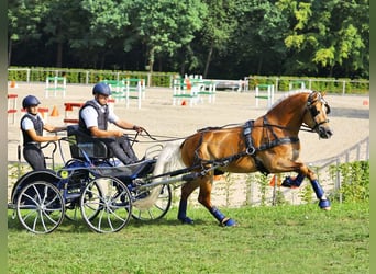 Haflinger / Avelignese, Stallone, 10 Anni, 148 cm, Sauro