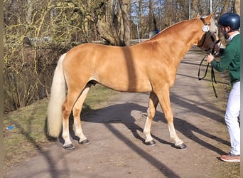 Haflinger / Avelignese, Stallone, 4 Anni, 147 cm, Sauro