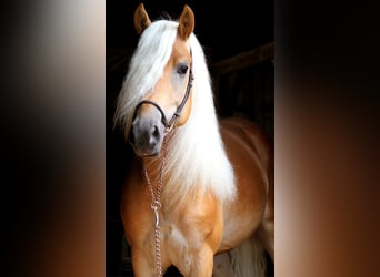 Haflinger / Avelignese, Stallone, 6 Anni, 150 cm, Sauro