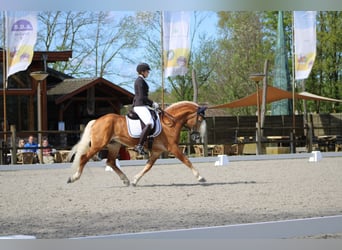 Haflinger / Avelignese, Stallone, 9 Anni, 150 cm