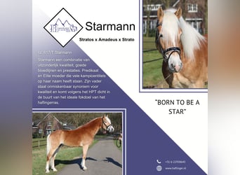 Haflinger / Avelignese, Stallone, 3 Anni, 154 cm