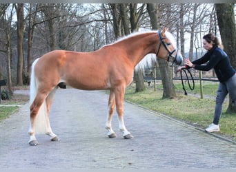 Haflinger / Avelignese, Stallone, 4 Anni, 151 cm