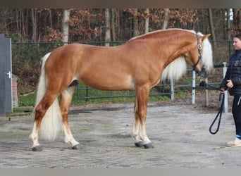 Haflinger / Avelignese, Stallone, 9 Anni, 150 cm
