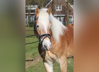 Haflinger / Avelignese, Stallone, 3 Anni, 154 cm