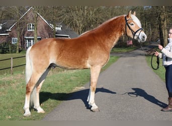 Haflinger / Avelignese, Stallone, 3 Anni, 154 cm