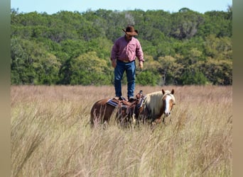 Haflinger, Caballo castrado, 10 años, 142 cm, Alazán-tostado