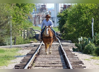 Haflinger, Caballo castrado, 10 años, 142 cm, Alazán-tostado