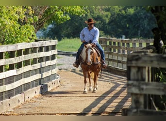 Haflinger, Caballo castrado, 10 años, 142 cm, Alazán-tostado