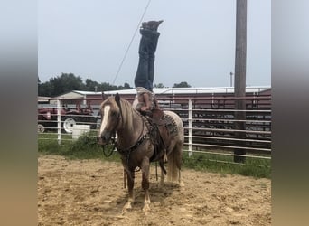 Haflinger, Caballo castrado, 10 años, 142 cm, Ruano alazán