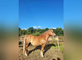 Haflinger, Caballo castrado, 10 años, 145 cm, Alazán-tostado
