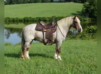 Haflinger, Caballo castrado, 10 años, 145 cm, Ruano alazán