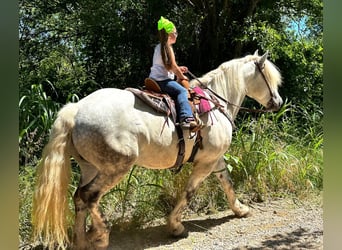 Haflinger, Caballo castrado, 10 años, 147 cm, Tordo rodado