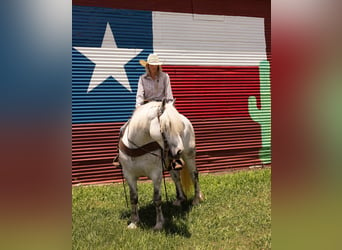 Haflinger, Caballo castrado, 10 años, 147 cm, Tordo rodado