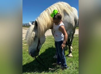 Haflinger, Caballo castrado, 10 años, 147 cm, Tordo rodado