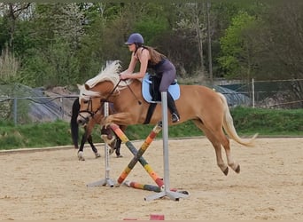 Haflinger, Caballo castrado, 10 años, 148 cm, Alazán