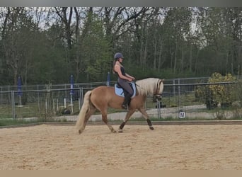 Haflinger, Caballo castrado, 10 años, 148 cm, Alazán