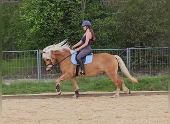 Haflinger, Caballo castrado, 10 años, 148 cm, Alazán